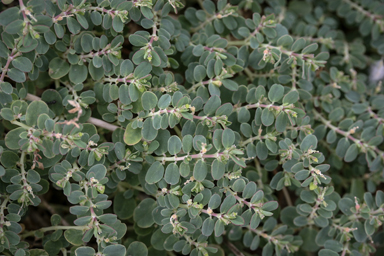 APII jpeg image of Euphorbia drummondii  © contact APII