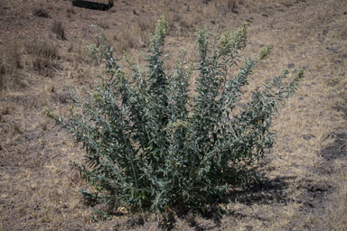 APII jpeg image of Chenopodium auricomum  © contact APII