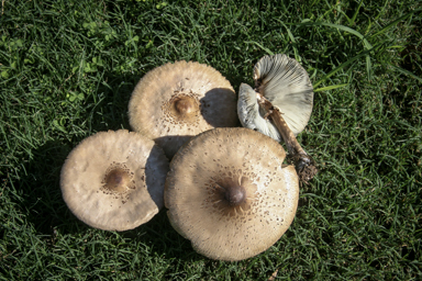 APII jpeg image of Chlorophyllum molybdites  © contact APII