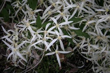 APII jpeg image of Clematis pubescens  © contact APII