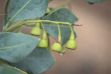 APII jpeg image of Codonocarpus cotinifolius  © contact APII