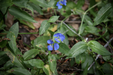 APII jpeg image of Commelina cyanea  © contact APII