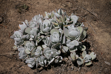 APII jpeg image of Cotyledon orbiculata  © contact APII