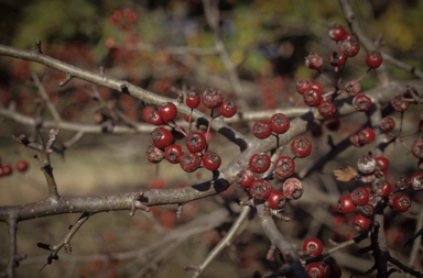 APII jpeg image of Crataegus monogyna  © contact APII