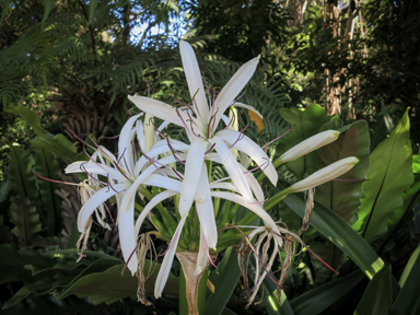 APII jpeg image of Crinum pedunculatum  © contact APII