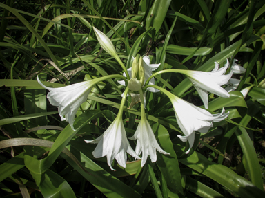 APII jpeg image of Crinum x powellii  © contact APII