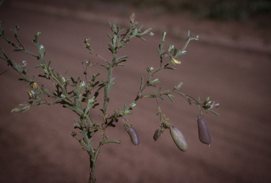 APII jpeg image of Crotalaria alata  © contact APII