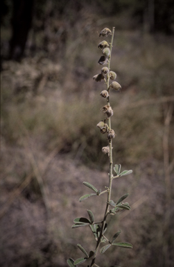 APII jpeg image of Crotalaria aridicola subsp. aridicola  © contact APII