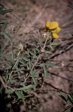 APII jpeg image of Crotalaria aridicola subsp. aridicola  © contact APII