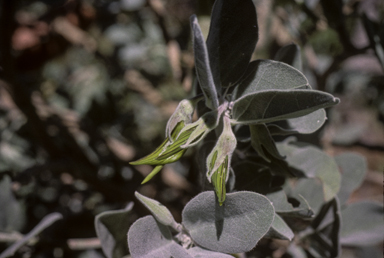 APII jpeg image of Crotalaria cunninghamii subsp. cunninghamii  © contact APII