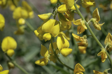 APII jpeg image of Crotalaria dissitiflora subsp. dissitiflora  © contact APII