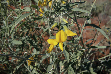 APII jpeg image of Crotalaria eremaea  © contact APII