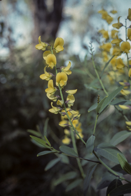 APII jpeg image of Crotalaria novae-hollandiae  © contact APII