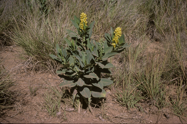 APII jpeg image of Crotalaria novae-hollandiae subsp. crassipes  © contact APII