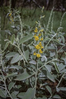 APII jpeg image of Crotalaria novae-hollandiae subsp. lasiophylla  © contact APII