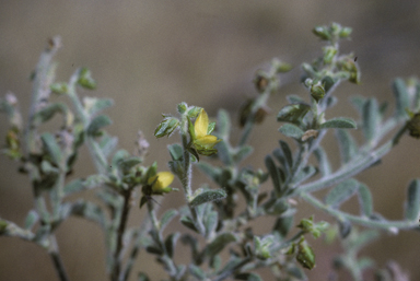 APII jpeg image of Crotalaria ramosissima  © contact APII