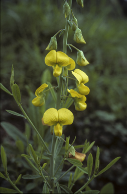 APII jpeg image of Crotalaria spectabilis  © contact APII