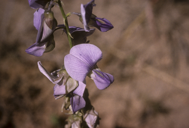 APII jpeg image of Crotalaria verrucosa  © contact APII