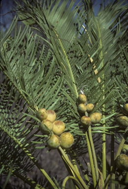 APII jpeg image of Cycas angulata  © contact APII