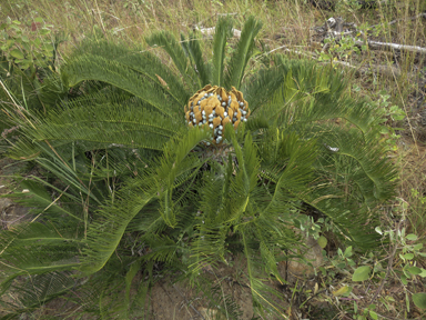 APII jpeg image of Cycas platyphylla  © contact APII