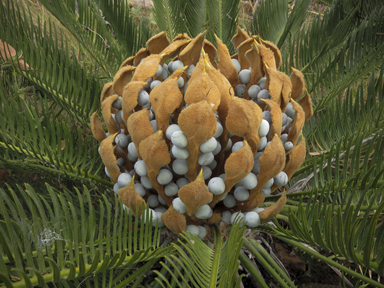 APII jpeg image of Cycas platyphylla  © contact APII