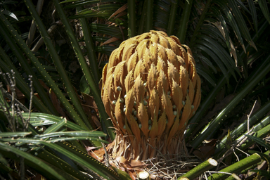 APII jpeg image of Cycas rumphii  © contact APII