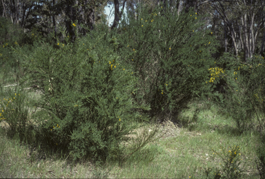 APII jpeg image of Cytisus scoparius  © contact APII