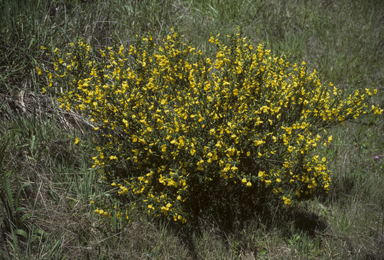 APII jpeg image of Cytisus scoparius  © contact APII