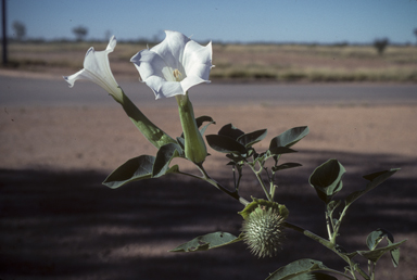 APII jpeg image of Datura innoxia  © contact APII