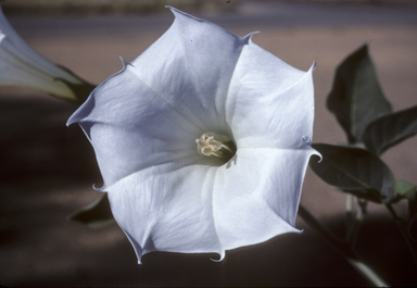 APII jpeg image of Datura innoxia  © contact APII