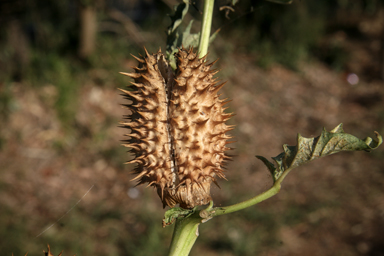 APII jpeg image of Datura stramonium  © contact APII