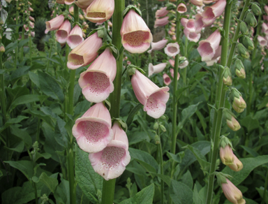 APII jpeg image of Digitalis purpurea  © contact APII