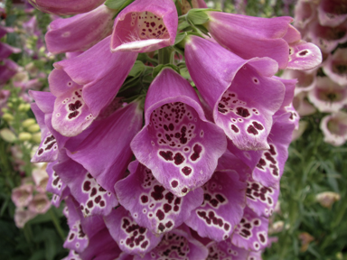 APII jpeg image of Digitalis purpurea  © contact APII