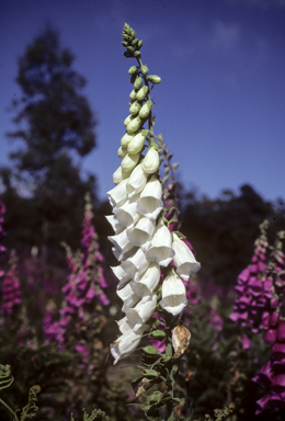 APII jpeg image of Digitalis purpurea  © contact APII