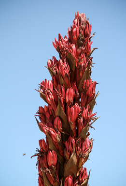 APII jpeg image of Doryanthes palmeri  © contact APII