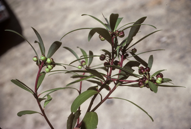 APII jpeg image of Tasmannia lanceolata  © contact APII