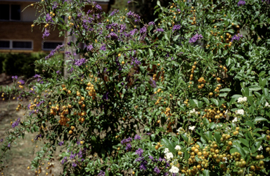 APII jpeg image of Duranta erecta  © contact APII