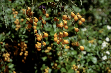 APII jpeg image of Duranta erecta  © contact APII