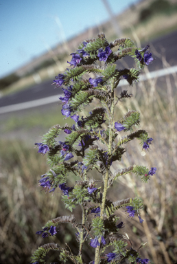 APII jpeg image of Echium vulgare  © contact APII