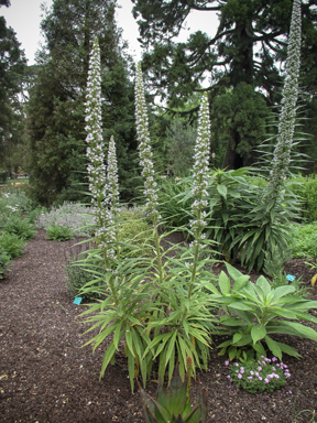 APII jpeg image of Echium wildpretii  © contact APII