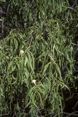 APII jpeg image of Eremophila bignoniiflora  © contact APII