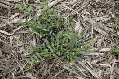 APII jpeg image of Eremophila debilis  © contact APII