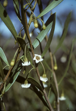 APII jpeg image of Eremophila deserti  © contact APII