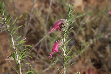 APII jpeg image of Eremophila latrobei  © contact APII