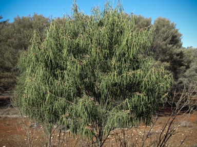 APII jpeg image of Eremophila longifolia  © contact APII