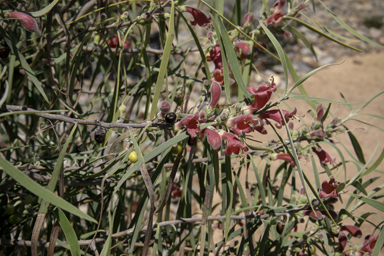 APII jpeg image of Eremophila longifolia  © contact APII