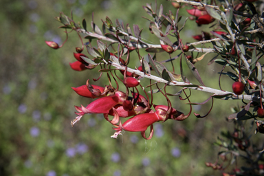 APII jpeg image of Eremophila maculata  © contact APII