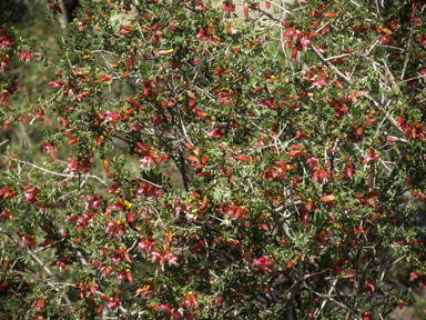 APII jpeg image of Eremophila maculata  © contact APII