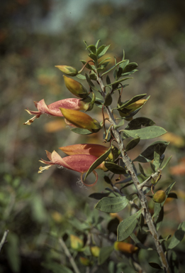 APII jpeg image of Eremophila maculata  © contact APII