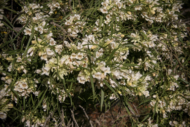 APII jpeg image of Eremophila mitchellii  © contact APII